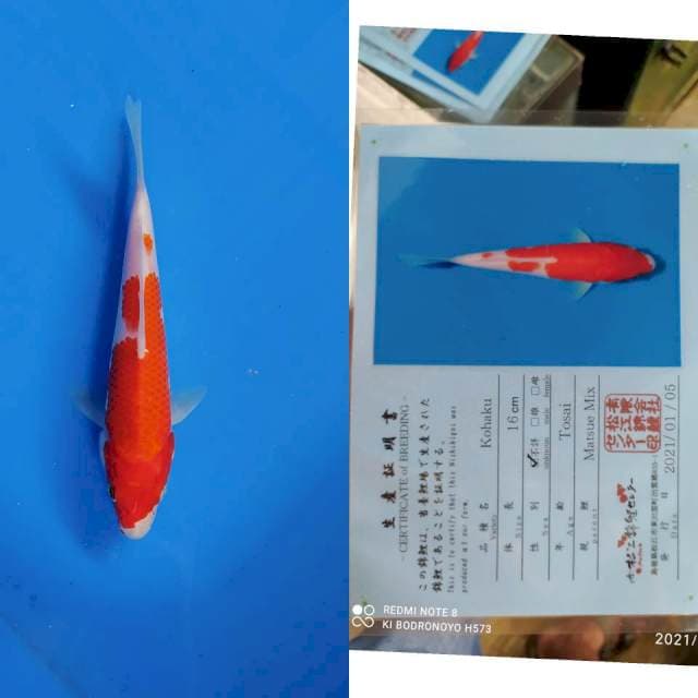 Kohaku matsue import serti