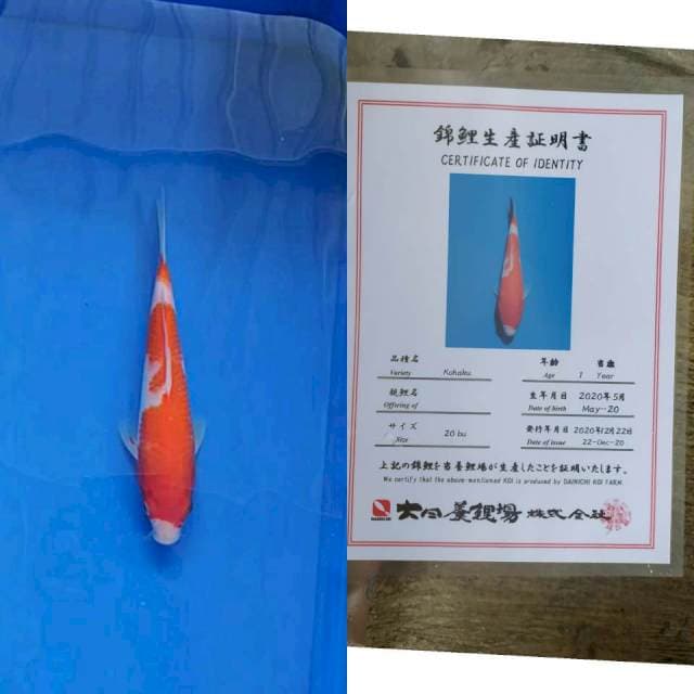 Kohaku dainichi import serti