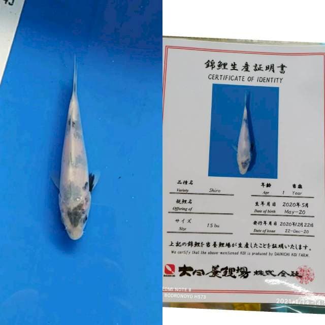 Shiro Dainichi import serti
