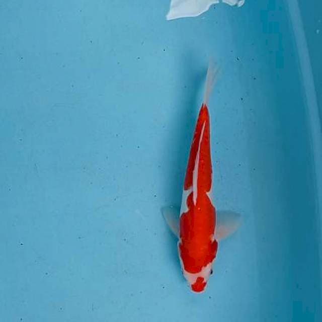 KOHAKU STRONG 30 CM.