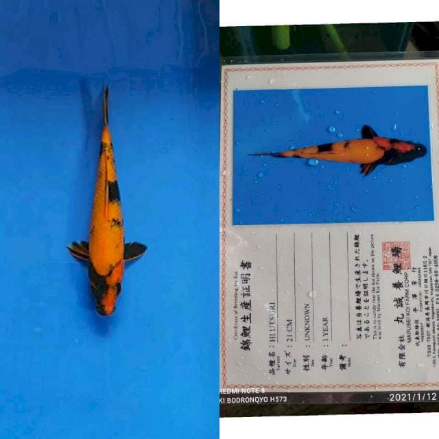 Hiu marusei import serti