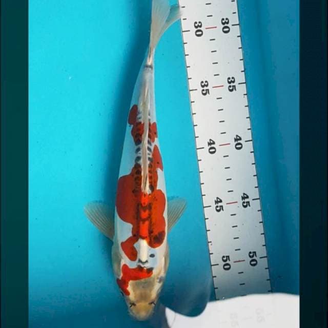 Kujaku doit strong 27cm