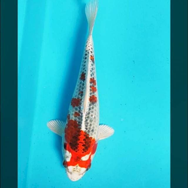 Good kujaku 20cm