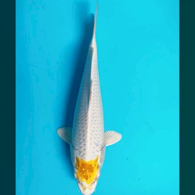 Tancho hariwake 28cm