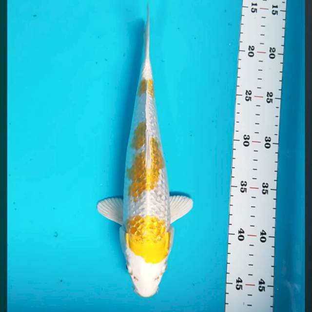 Hariwake ginrin 29cm