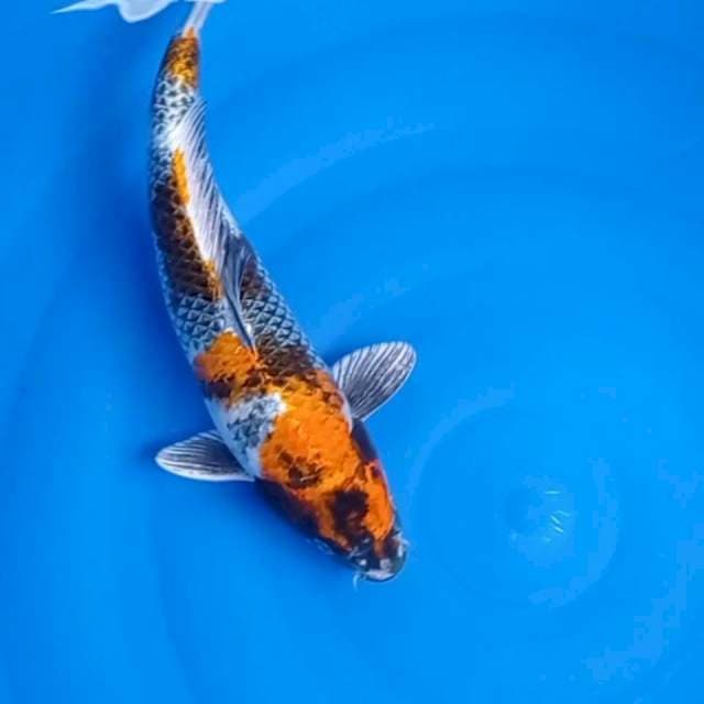 KIN SHOWA HQ 35 CM