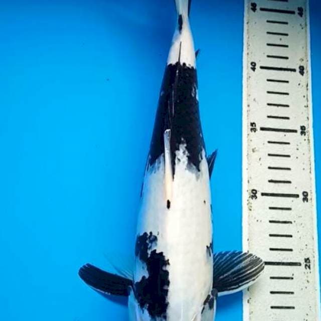 SHIRO MULUS 33 Cm