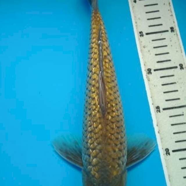 MIDORIGOI GINRIN 33 Cm, JANTAN