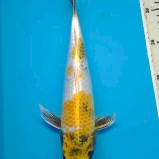 KIN SHOWA 28 Cm