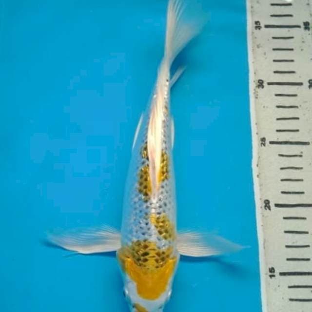 KIN KUJAKU GINRIN KUMPAY 27 Cm