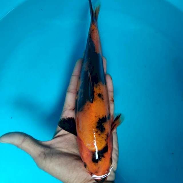 Utsuri