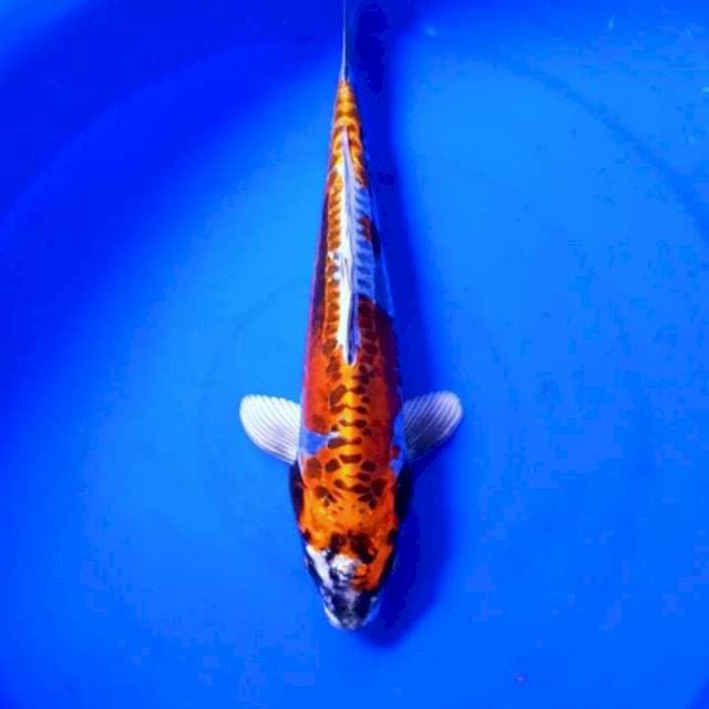 KIKKO KURYU 33 CM