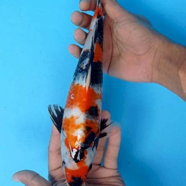 Showa 30 cm