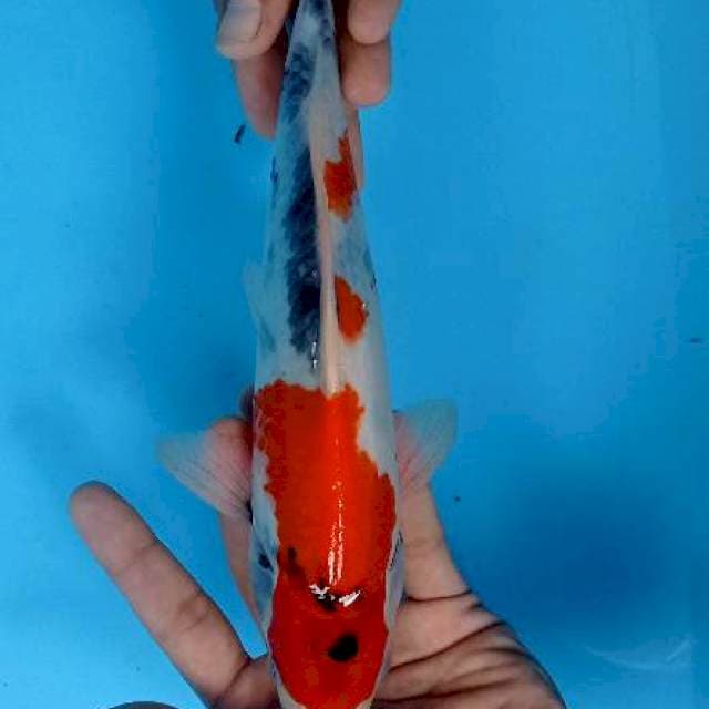 Showa 30cm