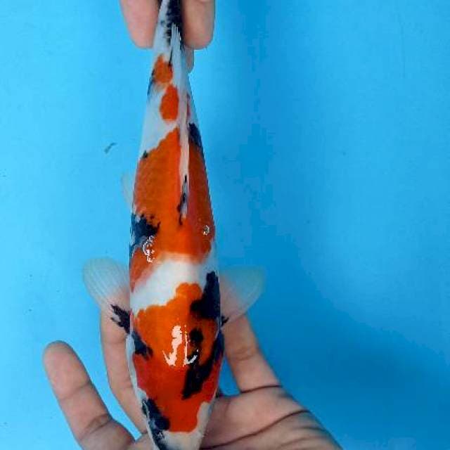 Showa 30 cm