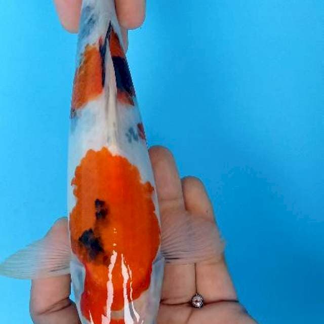Showa 25 cm