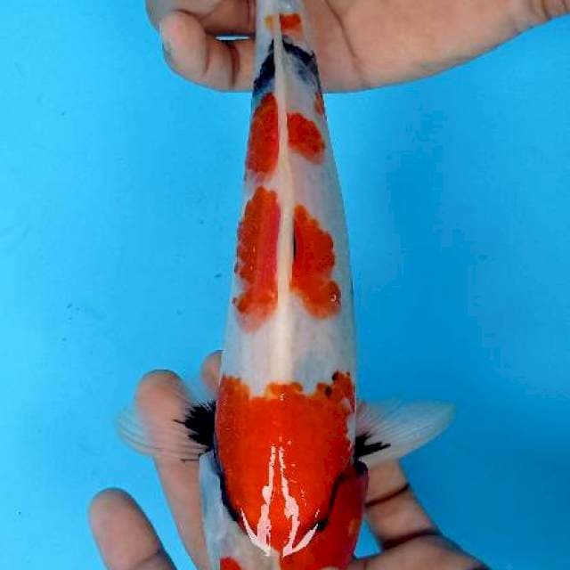 Showa 30 cm