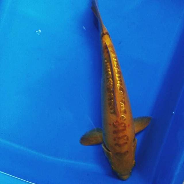 Karashi aragoke ginrin 33cm male