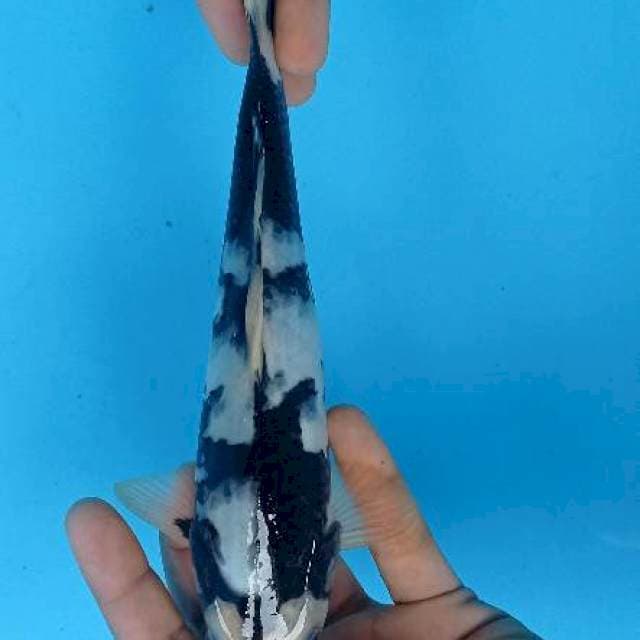 Shiro 25 cm
