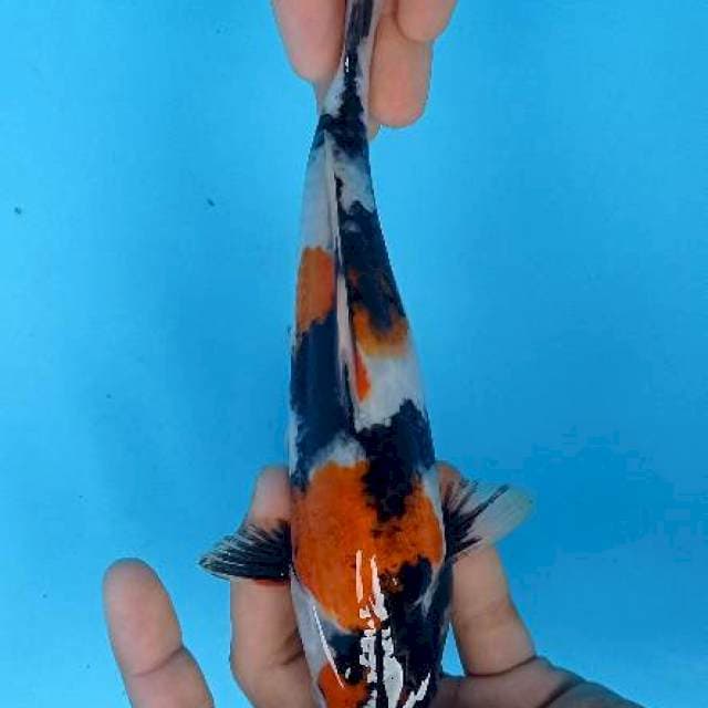Showa 25 cm