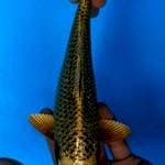 Matsuba 25 cm