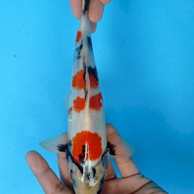 Showa 25 cm