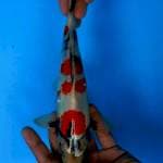 Showa 25 cm