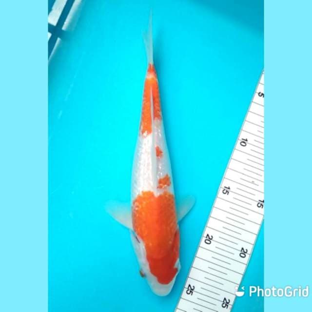 Kohaku ginrin 26cm