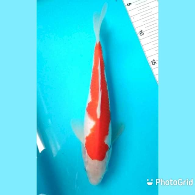 Kohaku 26cm
