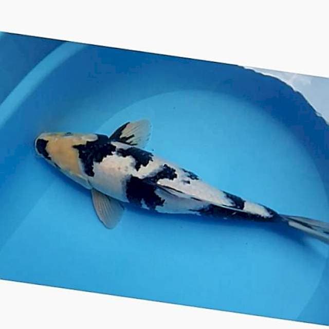 Shiro 38cm 