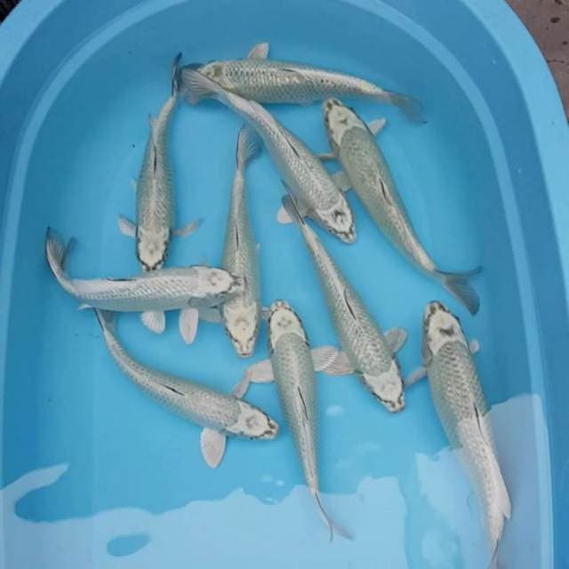 Mix Mukasi ginrin munok2 