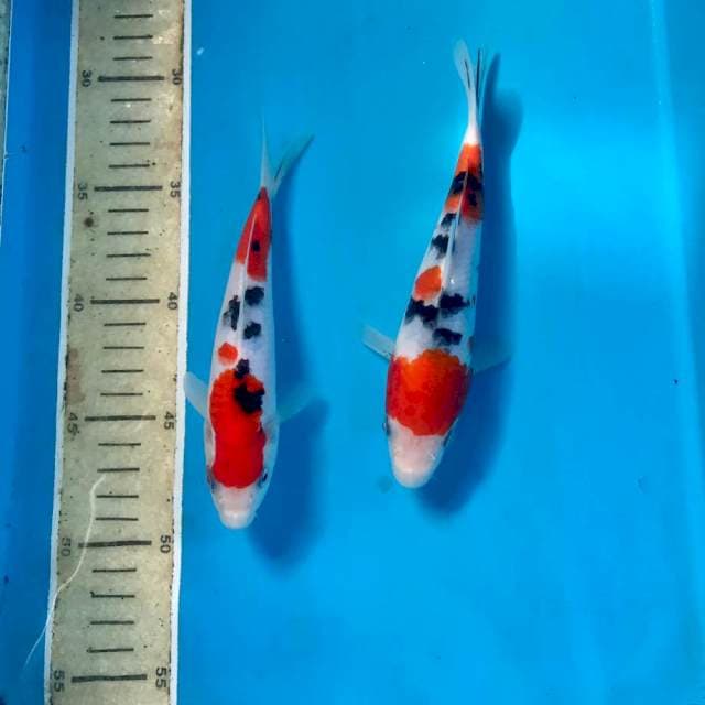 Sanke, 16-19 cm