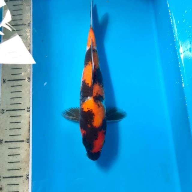 Showa, 26 cm