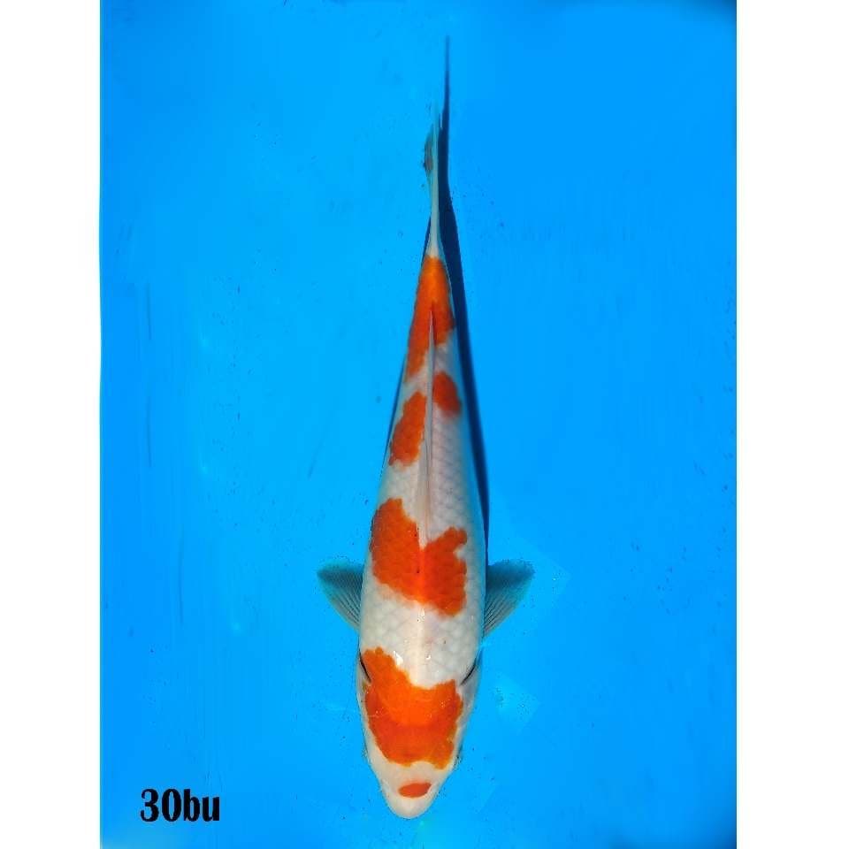 Yondan kohaku