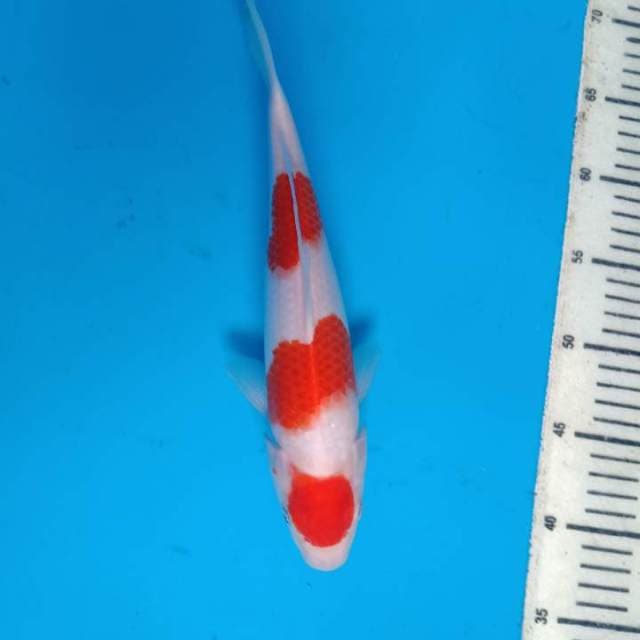 Kohaku