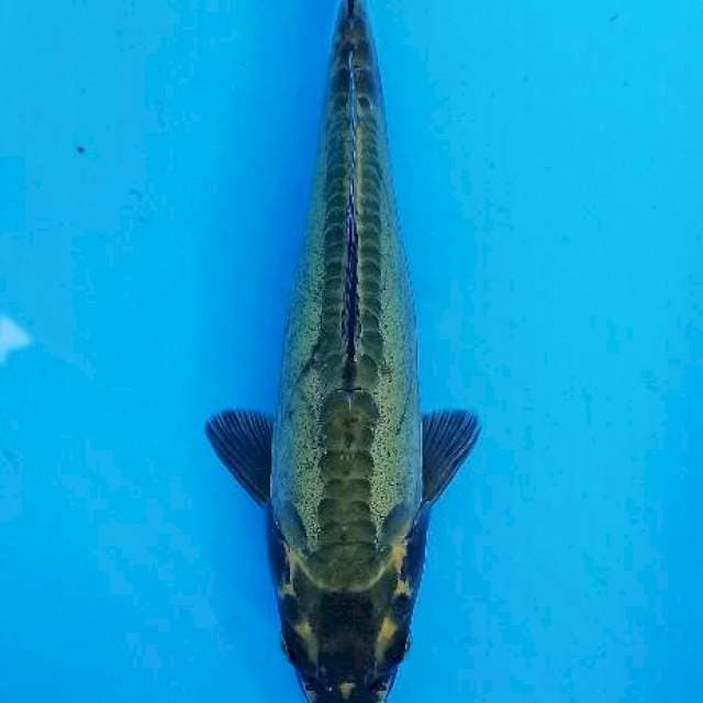 Kawarimono midorigoi langka 26cm