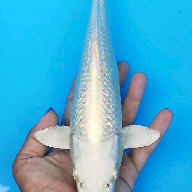 Platinum cream ginrin punuk 27cm
