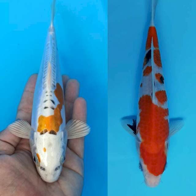 Duet hikarimoyomono dan sanke good 21-22cm