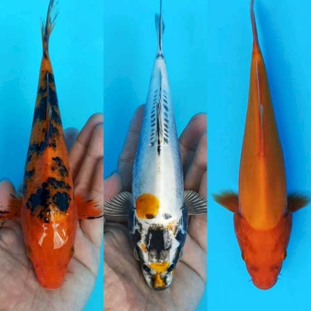 Trio jreeng aka bekko, kin kiko dan benigoi 21cm