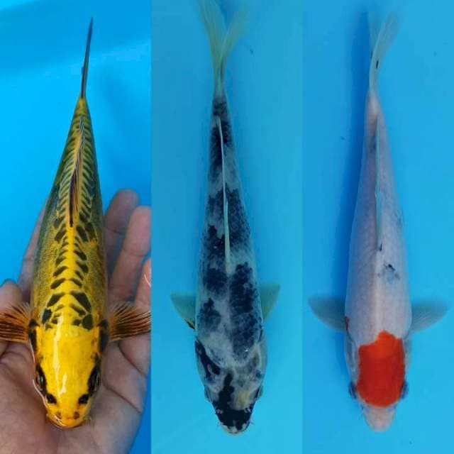 Treeble winner mix koi cantik 22cm