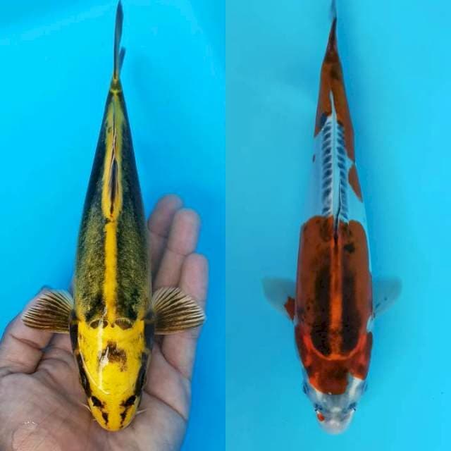 Duet mulus doitsu hikari dan kawari 23Cm