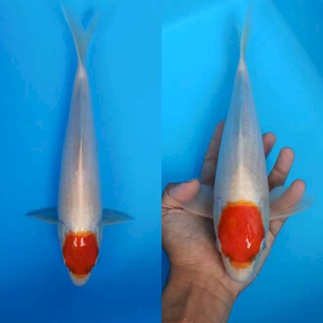 Tancho kohaku male 30cm