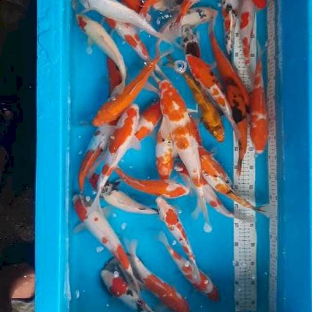 Paket mix 25ekor sip