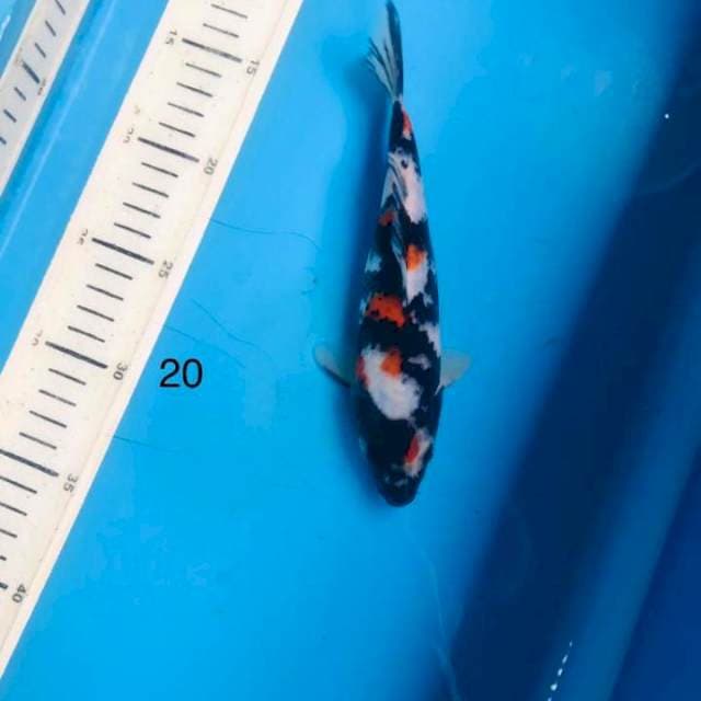 Showa ,20cm