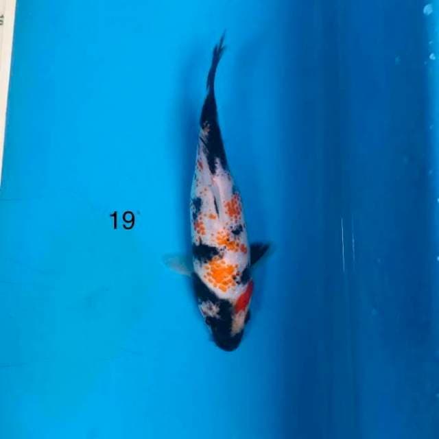 Short body kindai showa HQ ,19cm