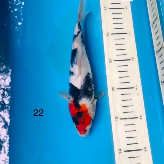 Showa ,22cm
