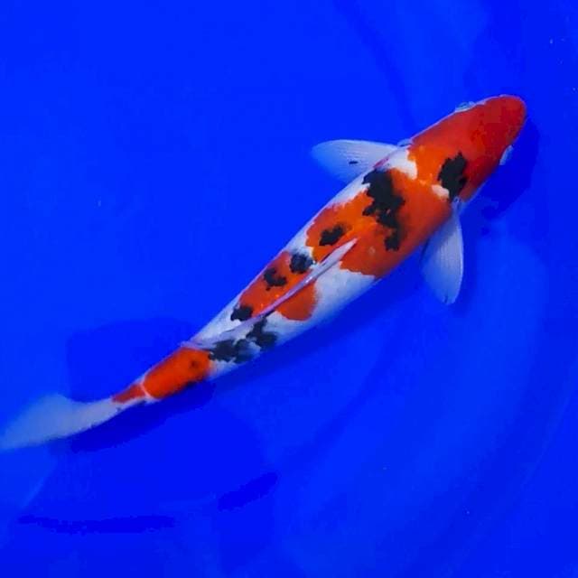 KINDAI SHOWA 33CM...🌶🌶🌶