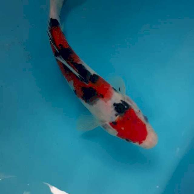 Sanke 20cm