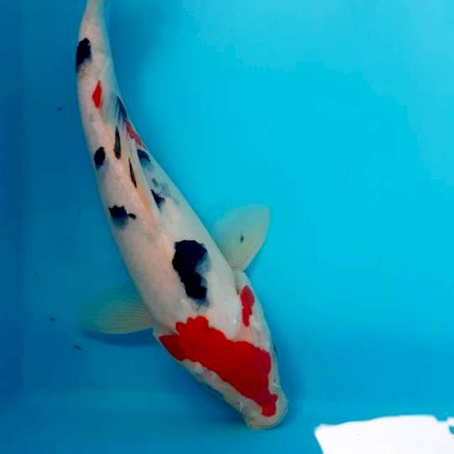 Sanke 26cm