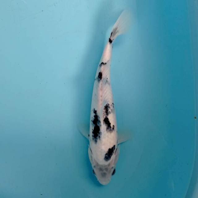 Shiro Male 30 cm. 